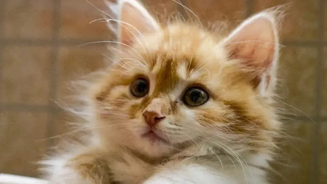 REGIONS/Эльвира Сафина