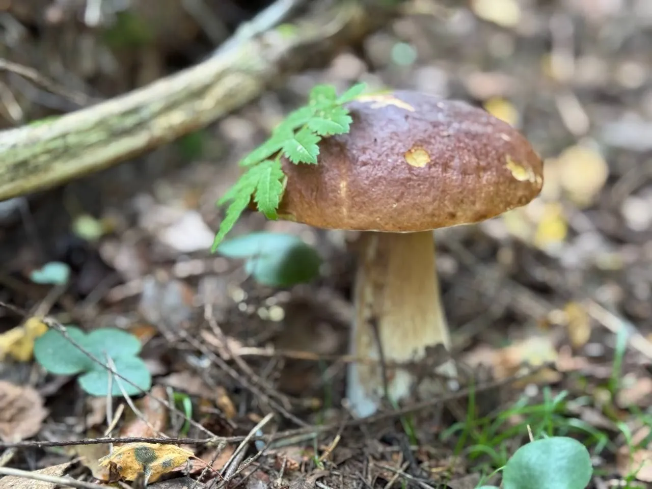 Фото: t.me/dzheglav_sn