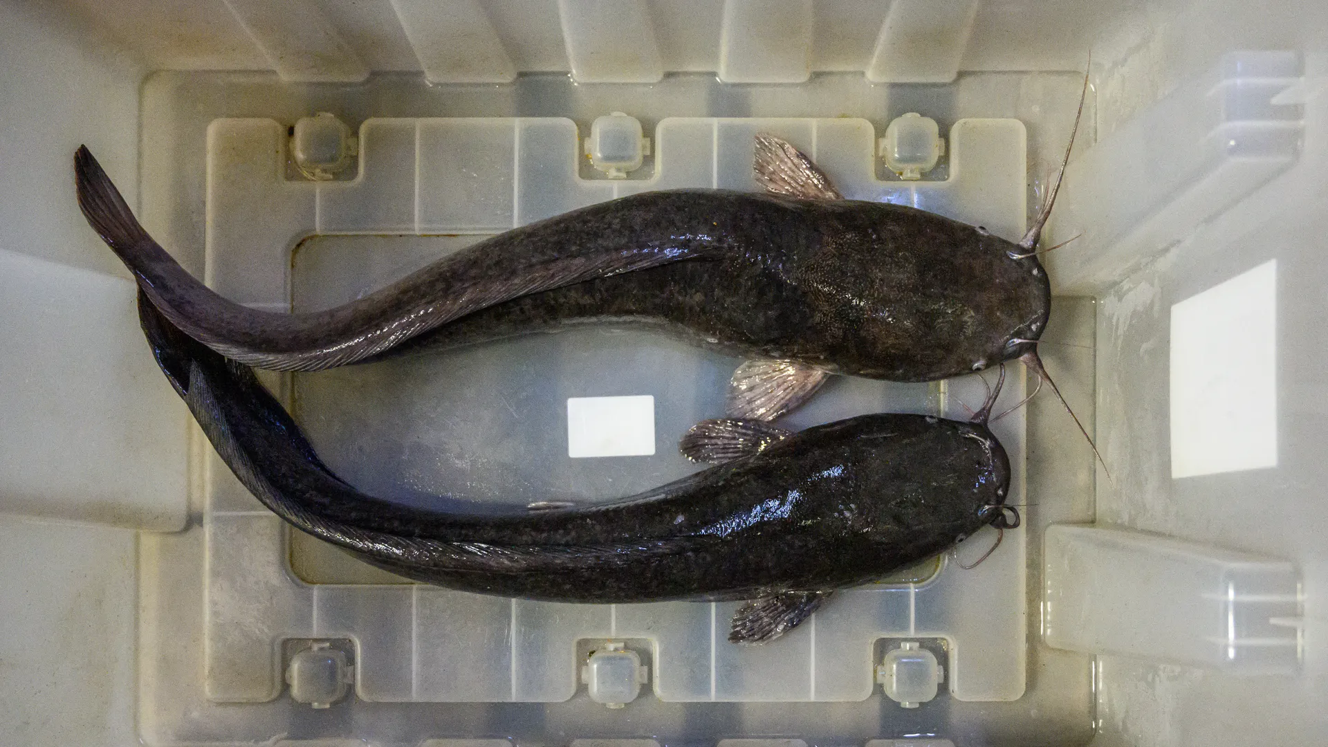 Свежую рыбу выращивают на акваферме «Астапово» в Луховицах