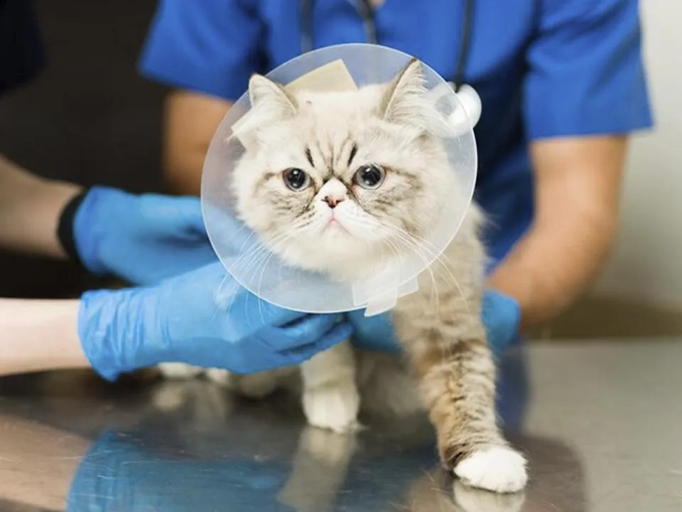 «Я бы признал питомцев живыми»: юрист и депутат Госдумы спорят о возможных изменениях Гражданского кодекса