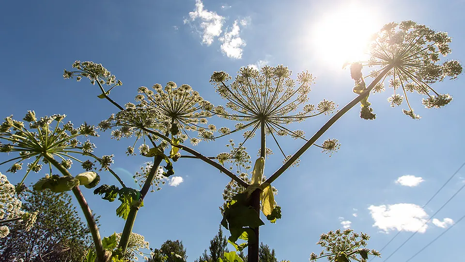 Фото: Медиаархив Подмосковья