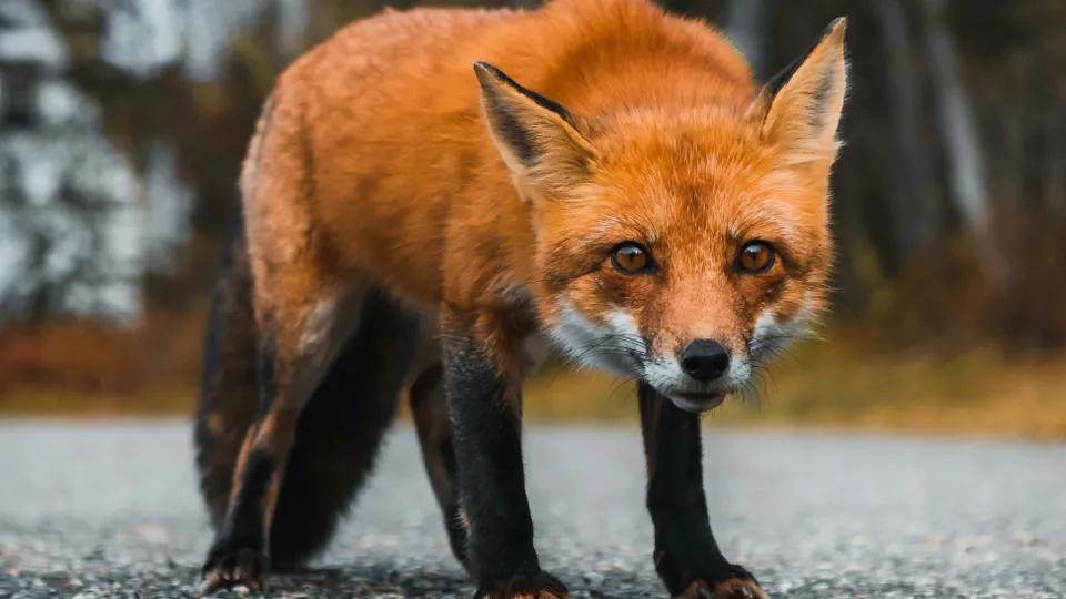 Фото: unsplash.com