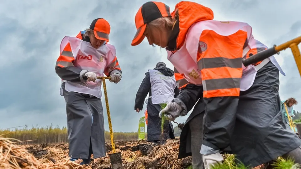 Фото: Комитет лесного хозяйства Московской области