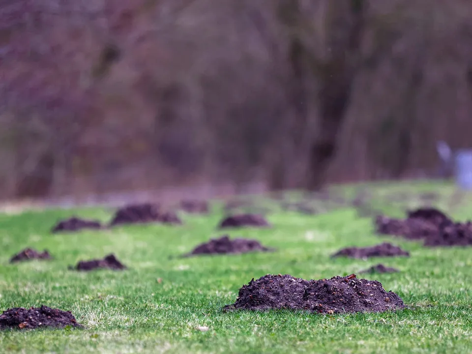 Фото: TASS/IMAGO