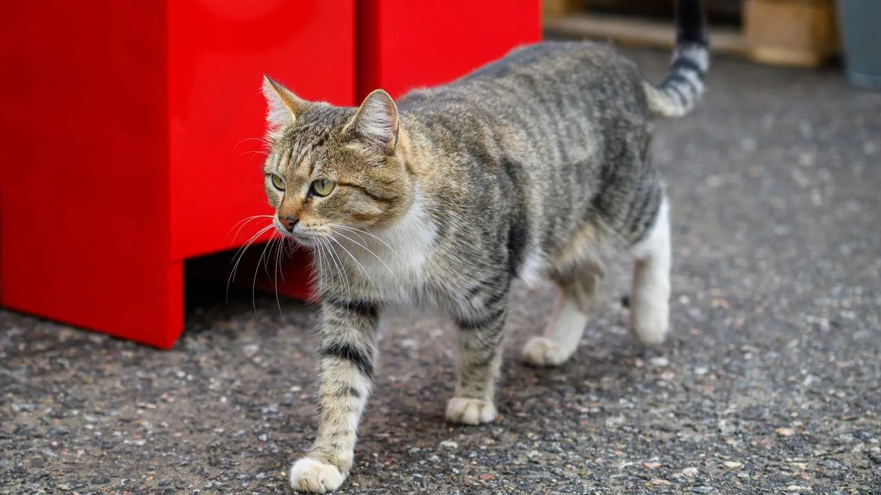 медиасток.рф