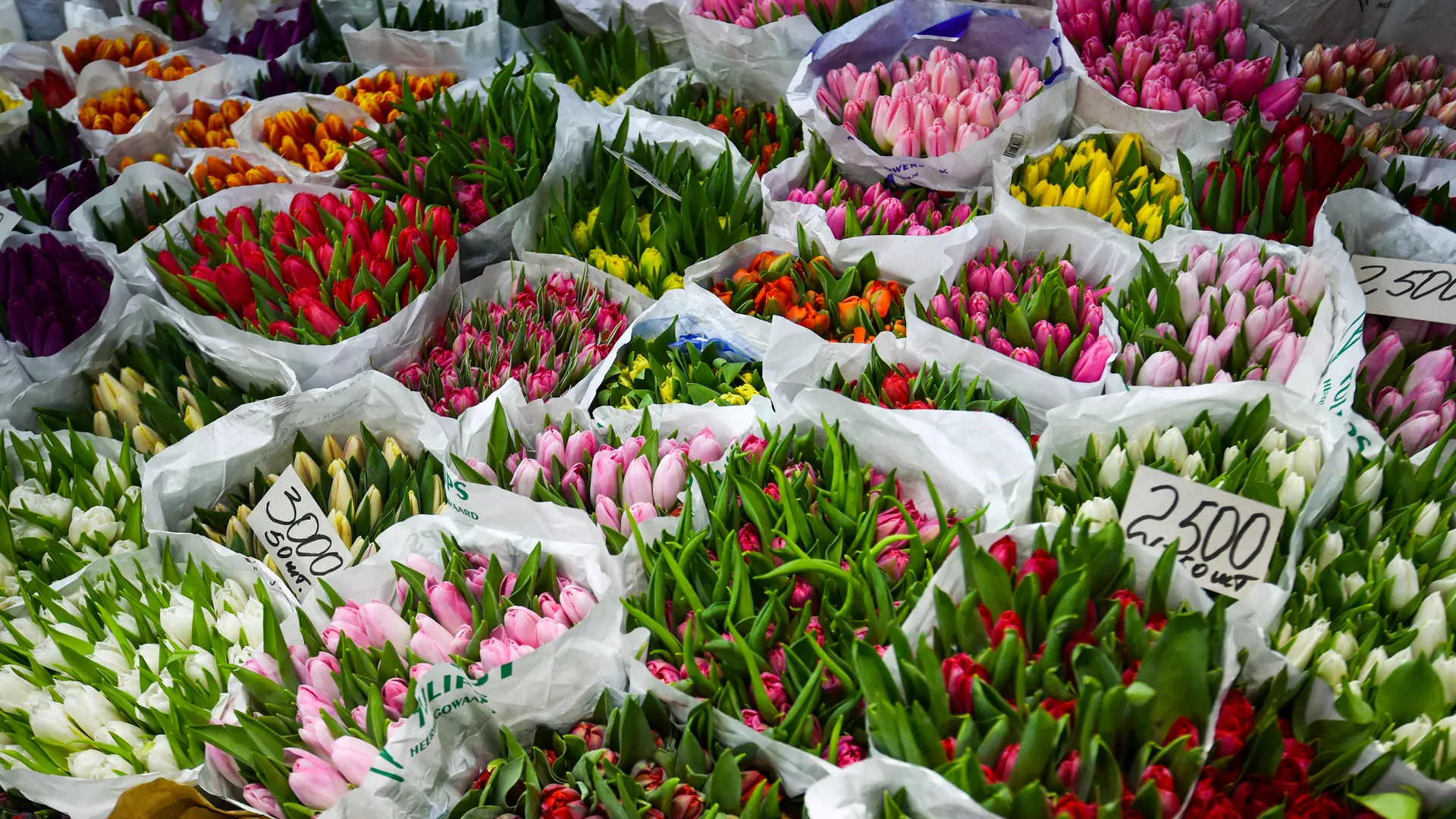 Желтые тюльпаны со скидкой: какие цветы и по какой цене продают перед Международным женским днем