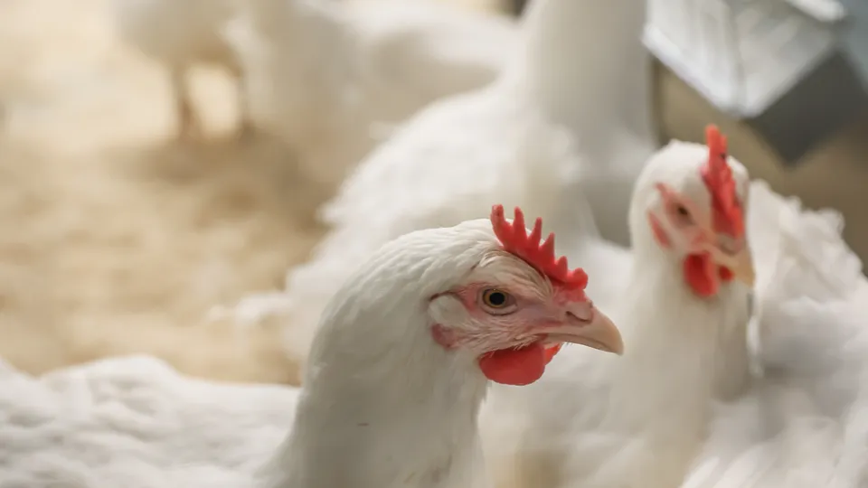 Фото: Министерство сельского хозяйства и продовольствия Московской области