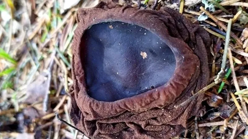 ПФ «Верховье»