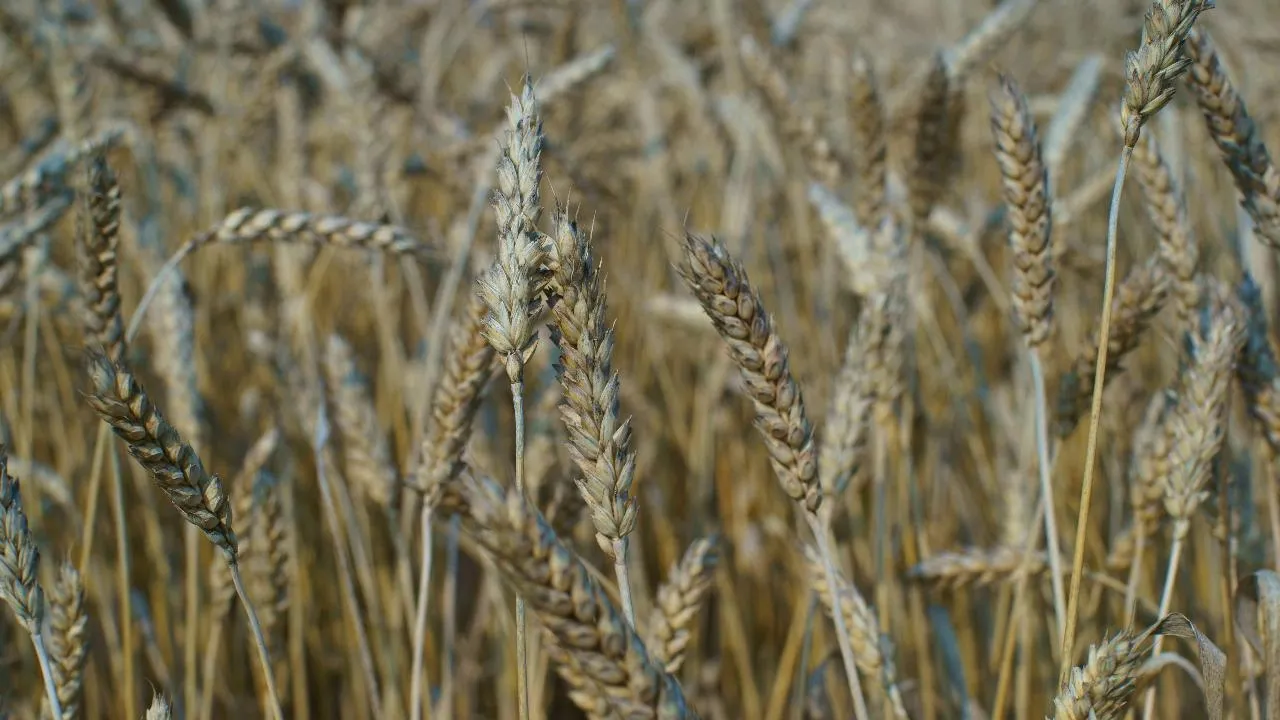 Более 5 тыс. тонн зерновых хлопьев выпустили в Московской области в 2025 году