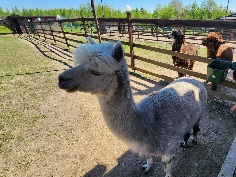 Фото: МедиаБанк Подмосковья/Евгений Рой