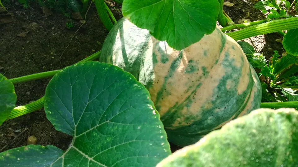 Фото: REGIONS/Дмитрий Кравцов