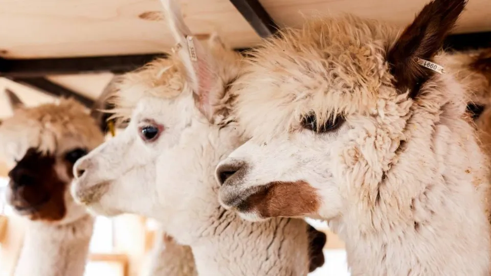 Фото: пресс-служба аэропорта Шереметьево