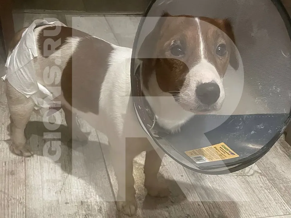 Фото предоставлено владелицей собаки