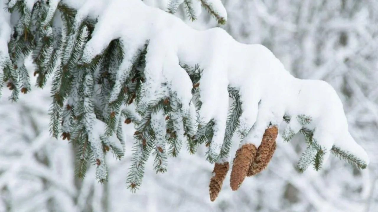 Фото: Комитет лесного хозяйства Московской области