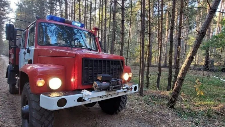 Фото: Комитет лесного хозяйства МО