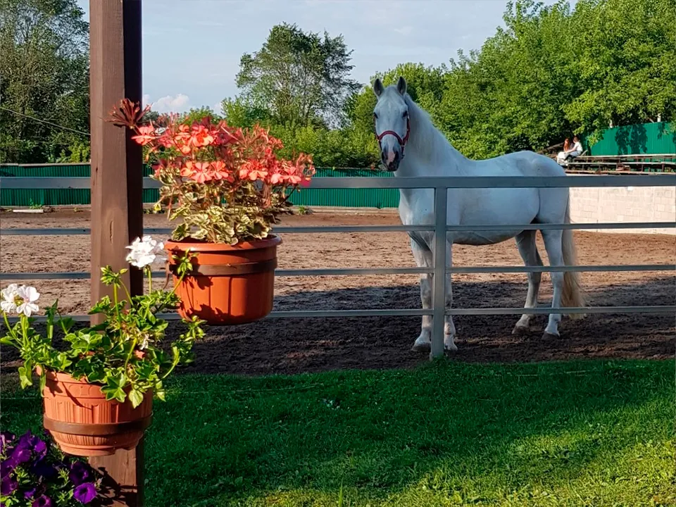 Фото: vk.com/Конный-Клуб Ангел