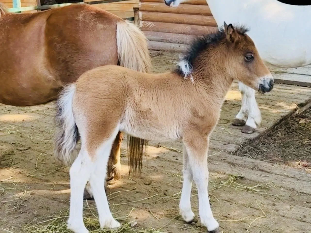 Фото: Ольга Стаферова