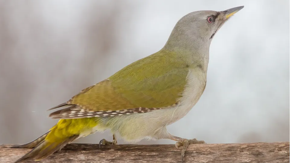 Фото: commons.wikimedia.org