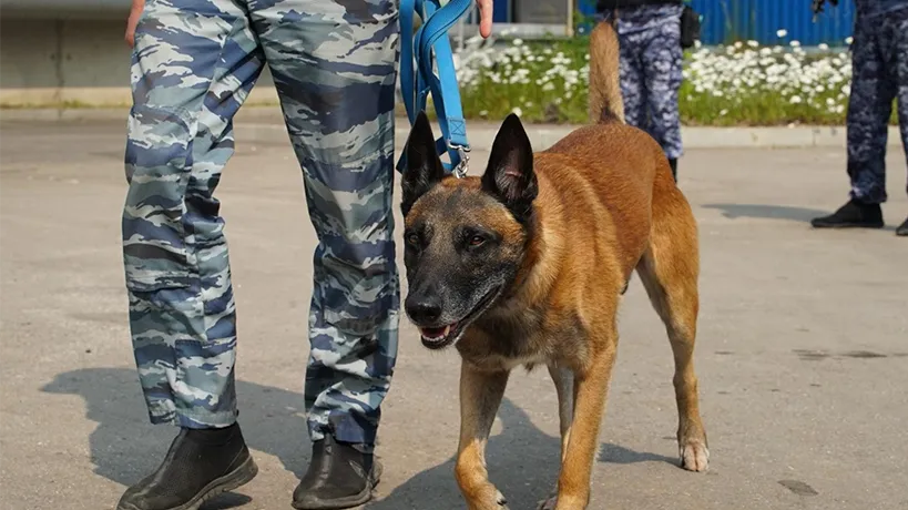 Фото: пресс-служба администрации г.о. Химки