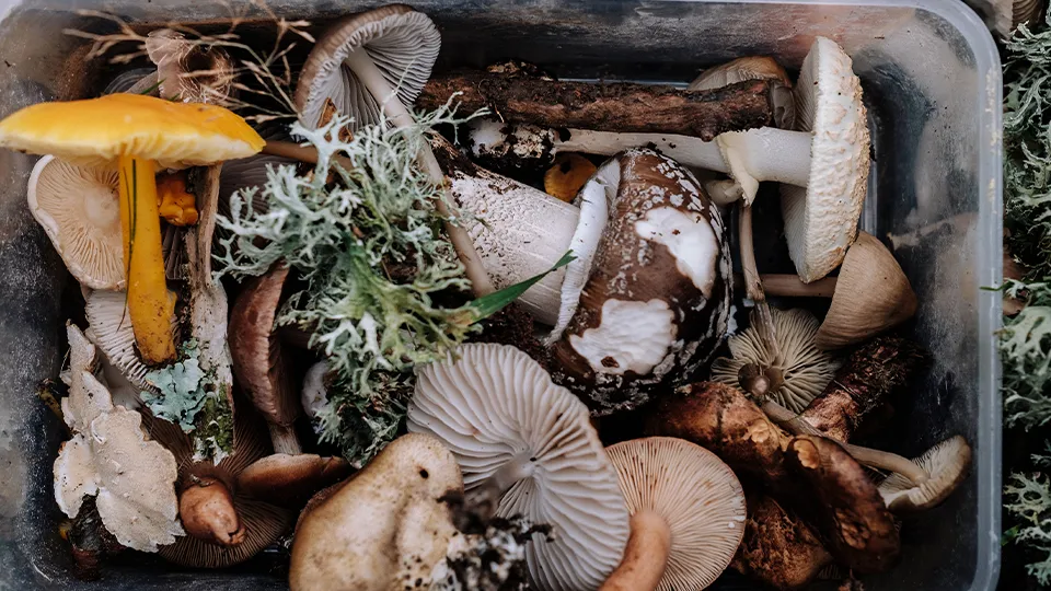 Фото: pxhere.com