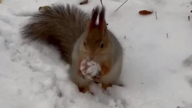 Белочка. Скриншот из видео в паблике «Видный город». https://t.me/vidno_mos/3231