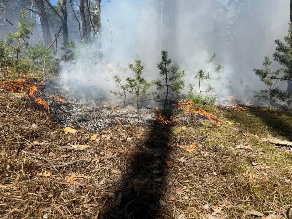 Фото: Комитет лесного хозяйства Московской области
