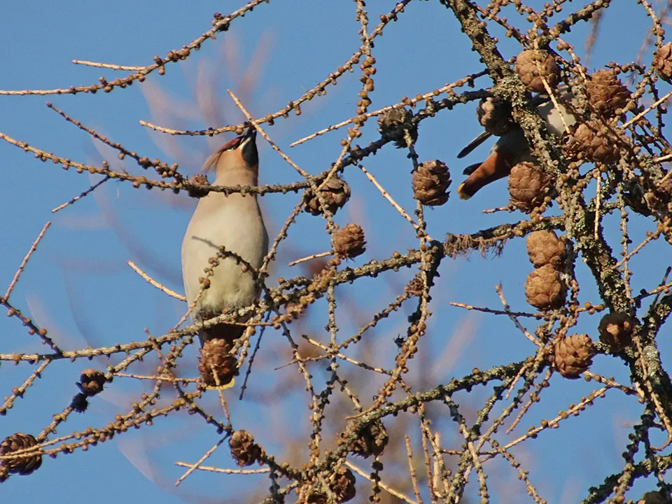 Фото: Приокско-Террасный заповедник/Ольга Калинина