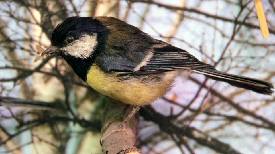 Фото: медиасток.рф