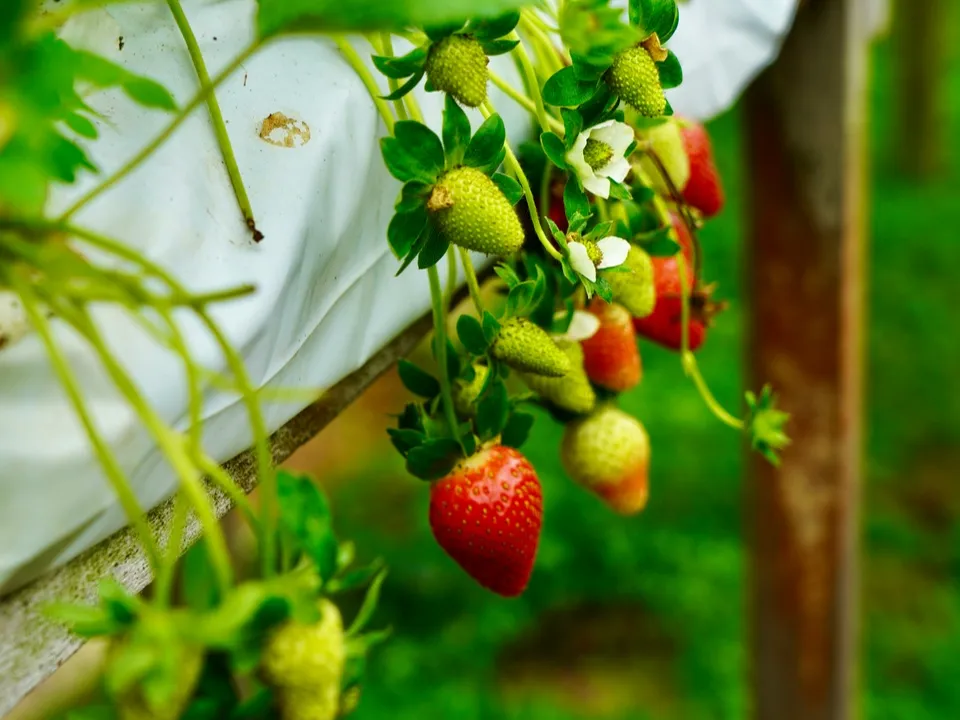 Фото: unsplash.com