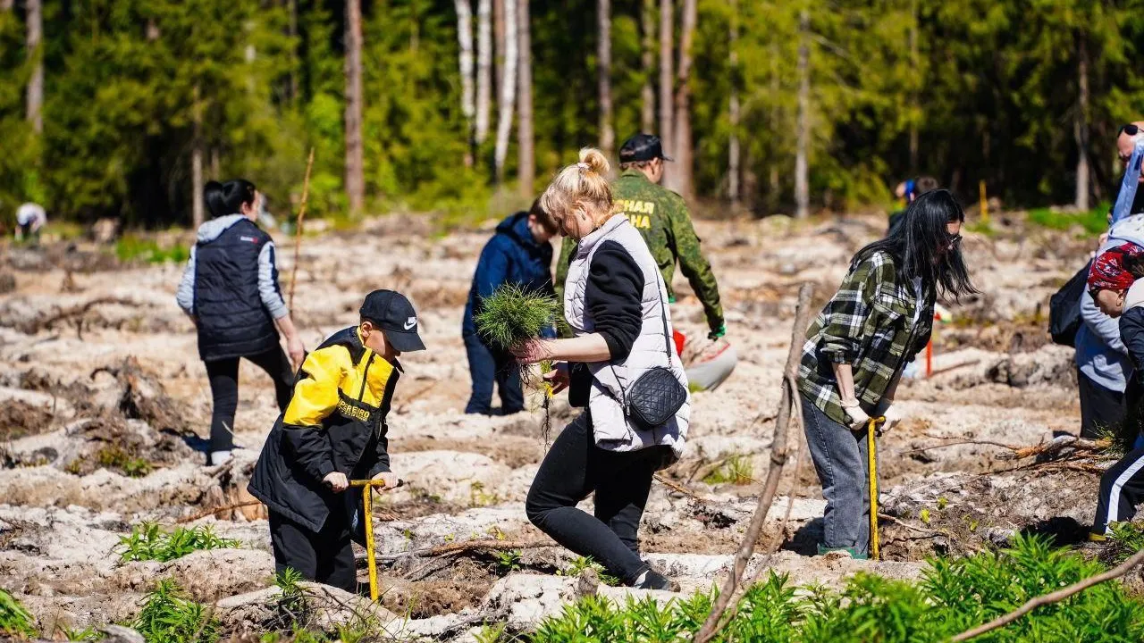 Леса Нижегородской области ждет масштабное восстановление в 2026 году