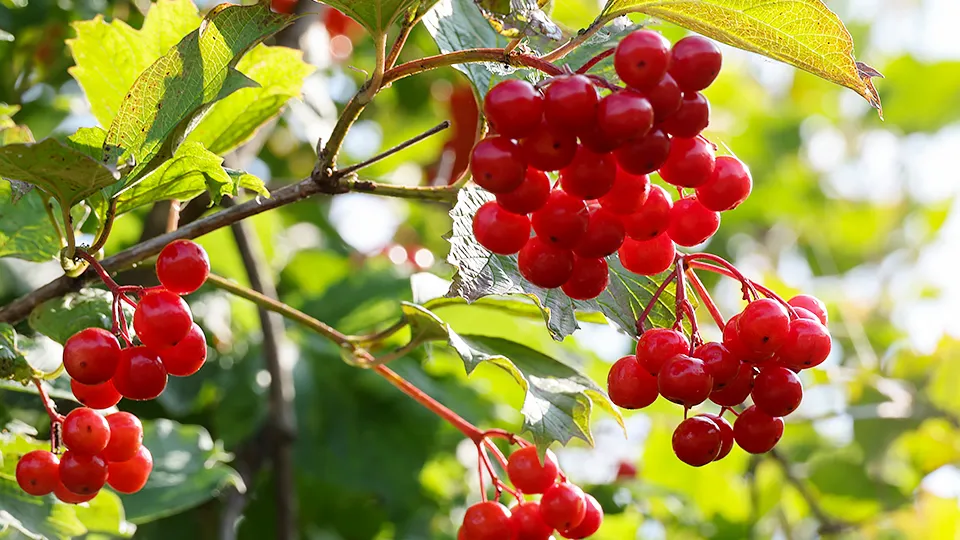 Фото: ТАСС/Михаил Клементьев