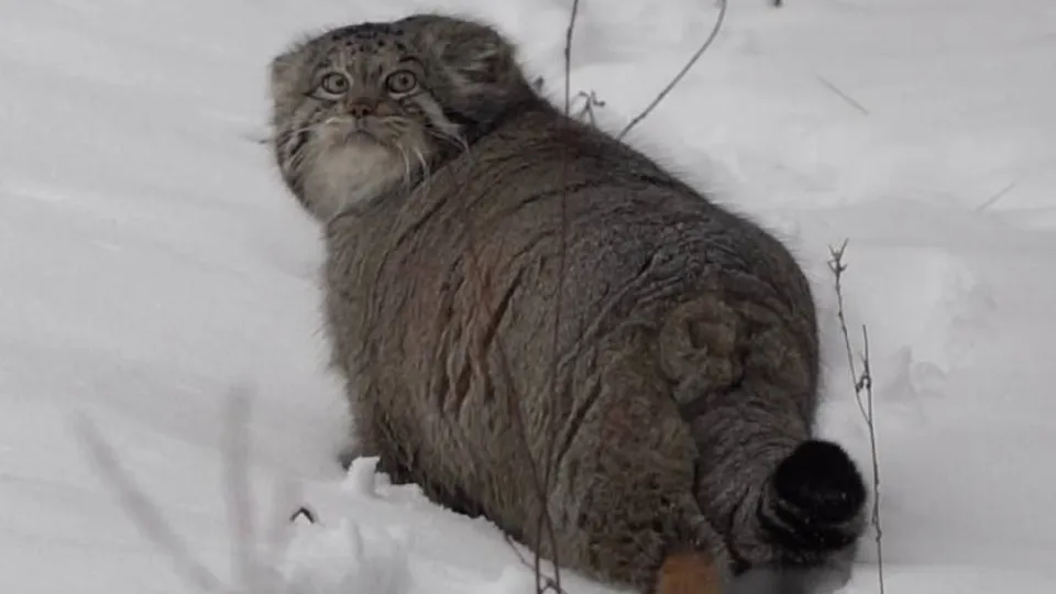 Фото: Центр воспроизводства редких видов животных