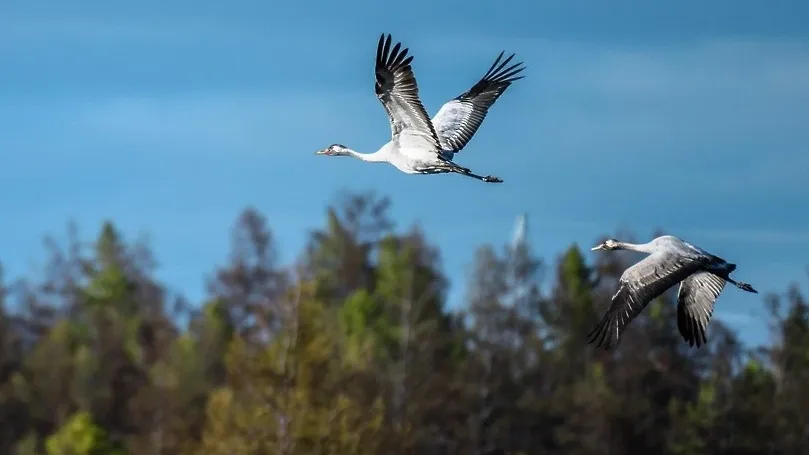 © Пресс-служба Комитета лесного хозяйства Московской области