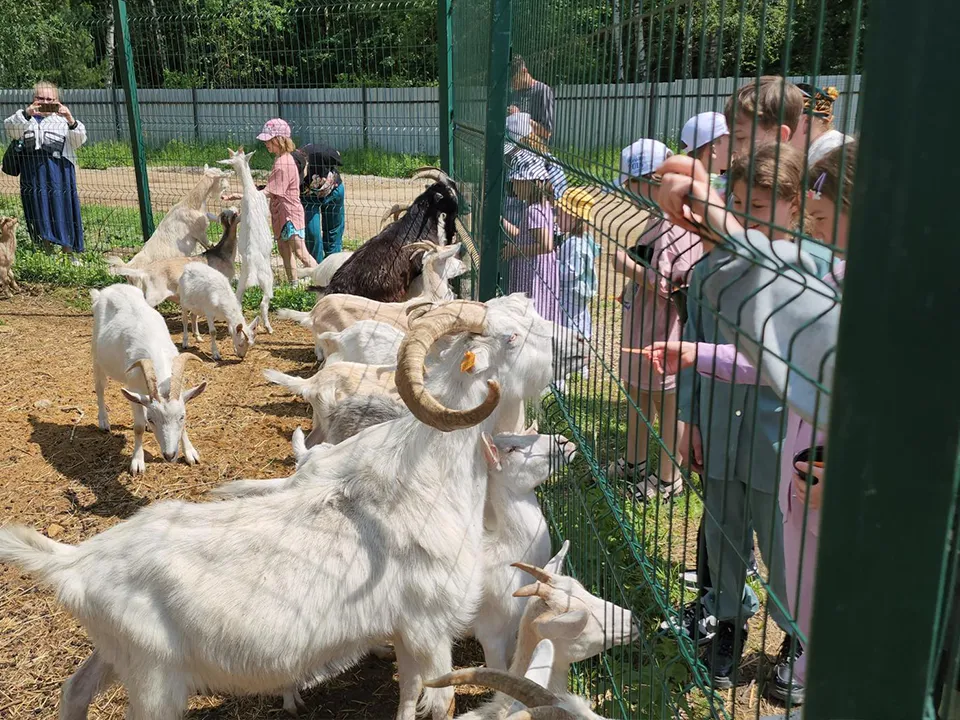 Соседи звездных коз. Фото: Андрей Семибратов