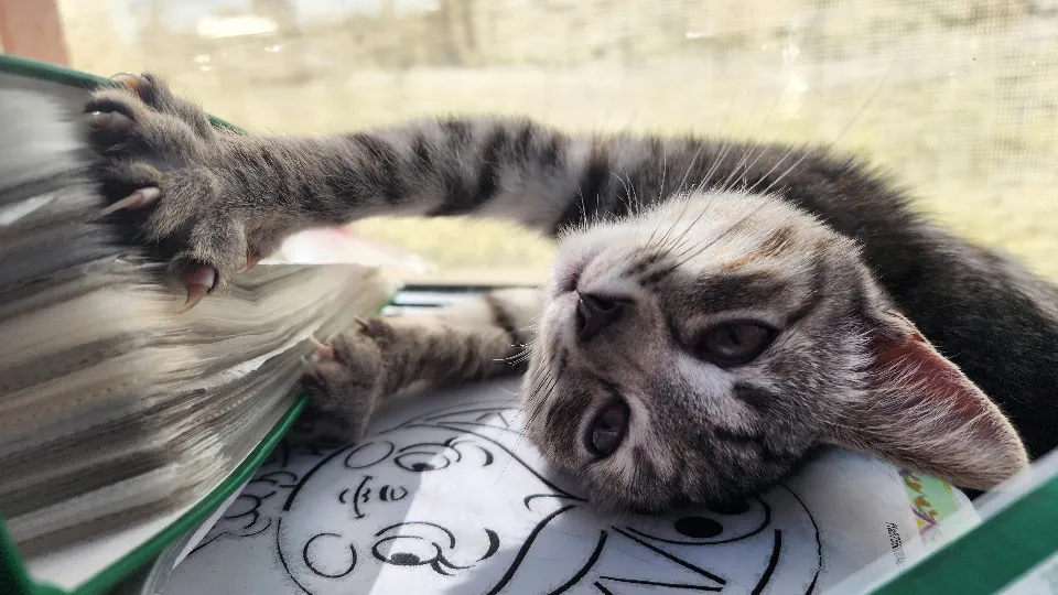 Фото: МедиаБанк Подмосковья/Дмитрий Беденко