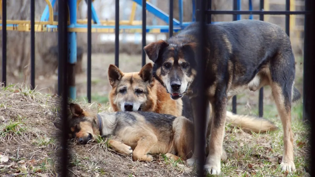 Жительница казанского поселка Отары не верит в «чупакабр»