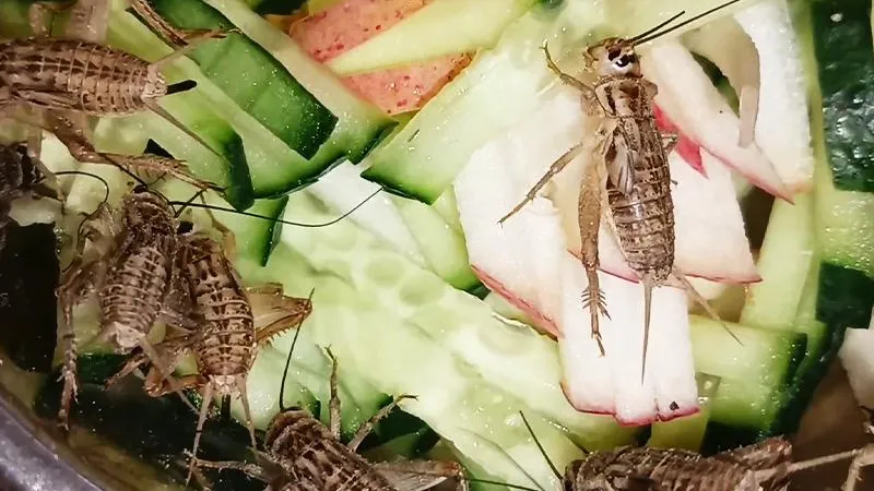 Сверчками накормят туристов в Коломне
