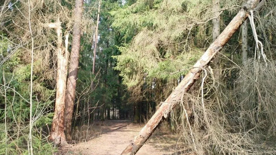 Фото: Комитет лесного хозяйства МО