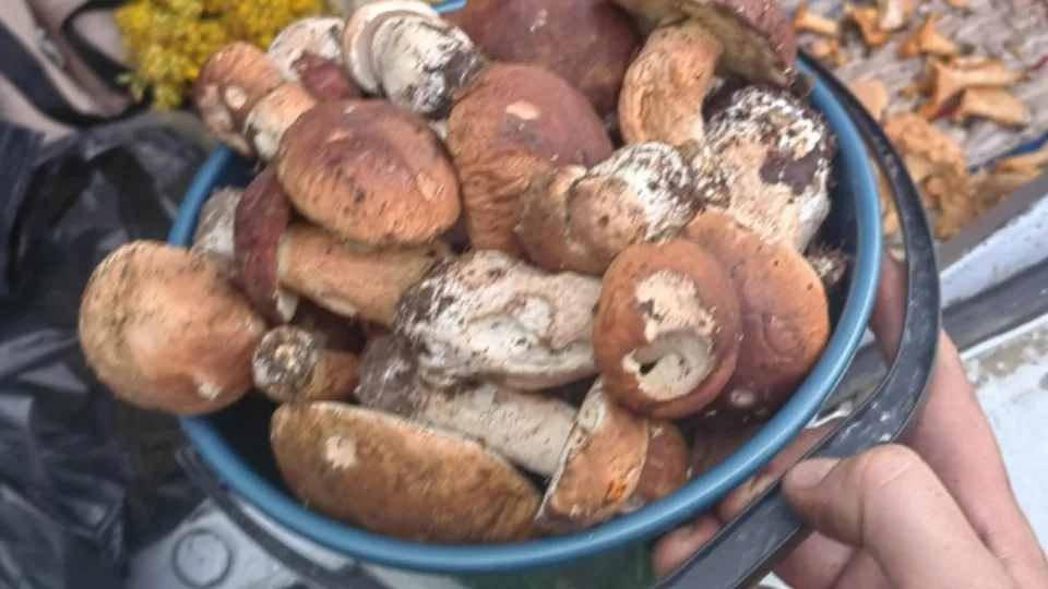 Фото: vk.com/Грибы и Грибники Подмосковья