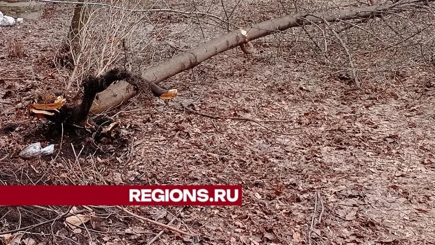 Фото: Елена Григорьева