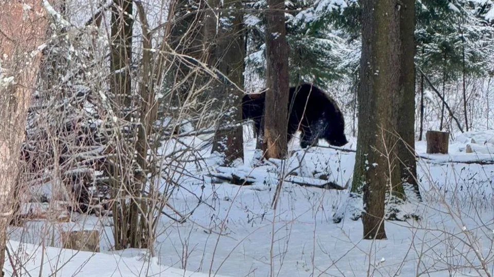 Фото: t.me/Ohotniki_ru/11355