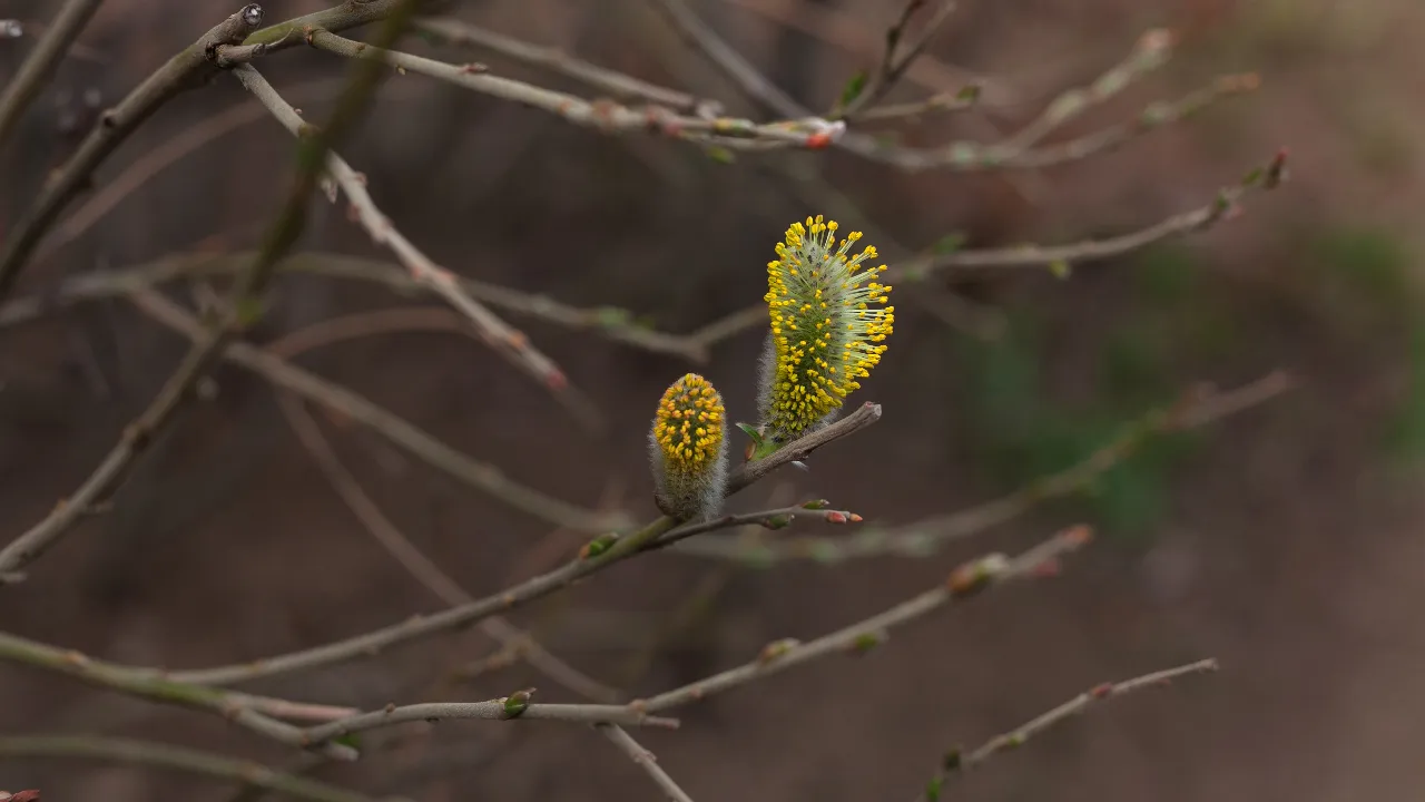 медиасток.рф