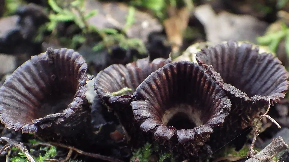 Фото: pxhere.com