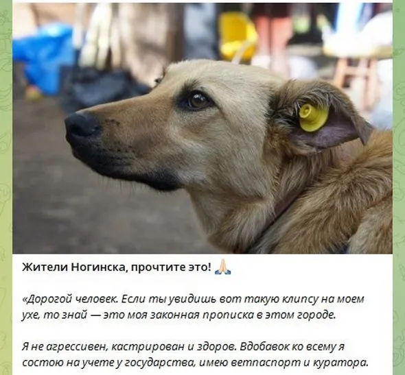 "Типичный Ногинск"