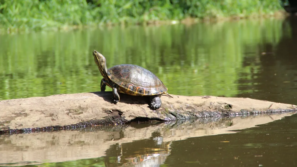 Фото: pxhere.com