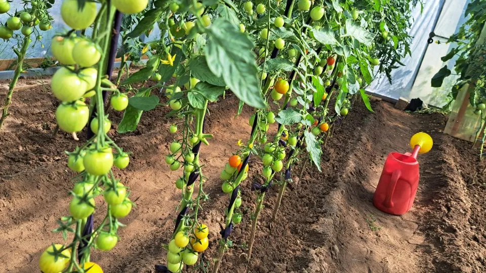 Фото: REGIONS/Татьяна Замятина