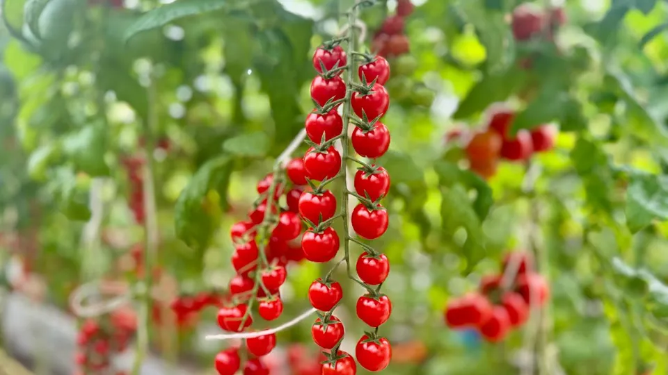 Фото: Министерство сельского хозяйства и продовольствия Московской области