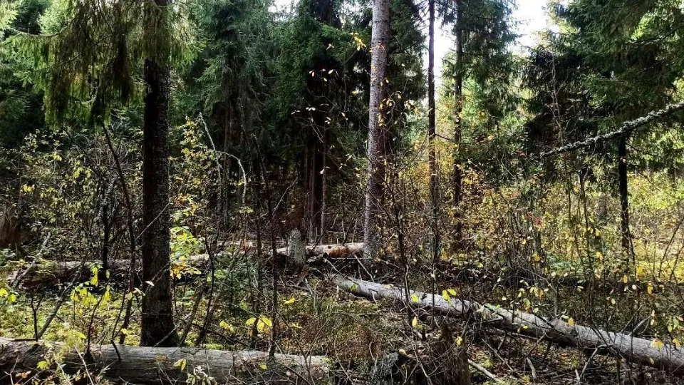 Фото: Комитет лесного хозяйства Московской области