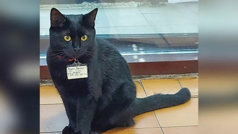 Кошка-сотрудница мясного отдела с бейджиком удивила посетителей рынка в Химках