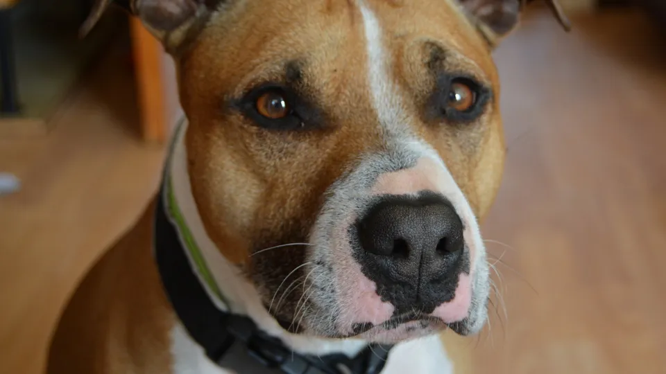 Фото: pxhere.com